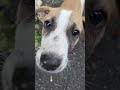 Mr Doggo🥠Shortsfeed Trending Youtubeshorts Shorts Short Viral Follow Explore Dog Best Mr Doggo🥠Shortsfeed Trending Youtubeshorts Shorts Short Viral Follow Explore Dog Best