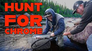 Island Safari's Hunting Chrome