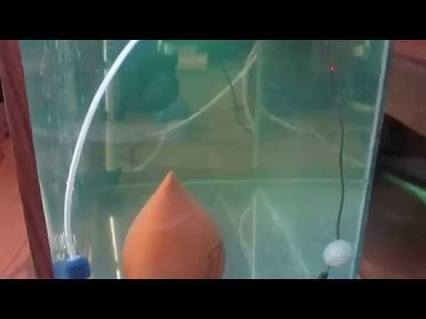 თევზების გამრავლება   tevzebis gamravleba 1#   Baby angelfish    angelfish breeding