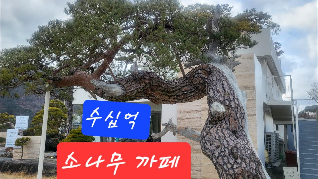 수십억 소나무 까페...대구 팔공산 헤이마
