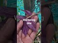 wandering jew