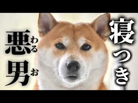 戦わなくていい魔物と真っ向勝負する柴犬こむぎ