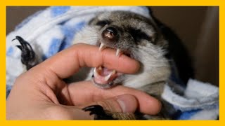 A meerkat who sleeps with the owner's hand in his mouth