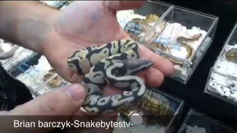 Coldbloodedbytes and Snakebytestv at NARBC