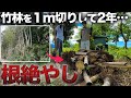 竹の１m切りの効果は絶大？500本以上あった竹が根から引き抜ける！！【廃墟復興305日目】