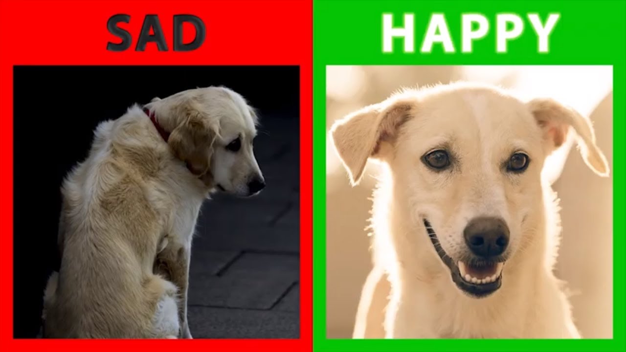 happy sad dog