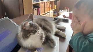 赤ちゃんから”いないいないばあ“をされる猫　ノルウェージャンフォレストキャット　Cat being peekaboo from baby