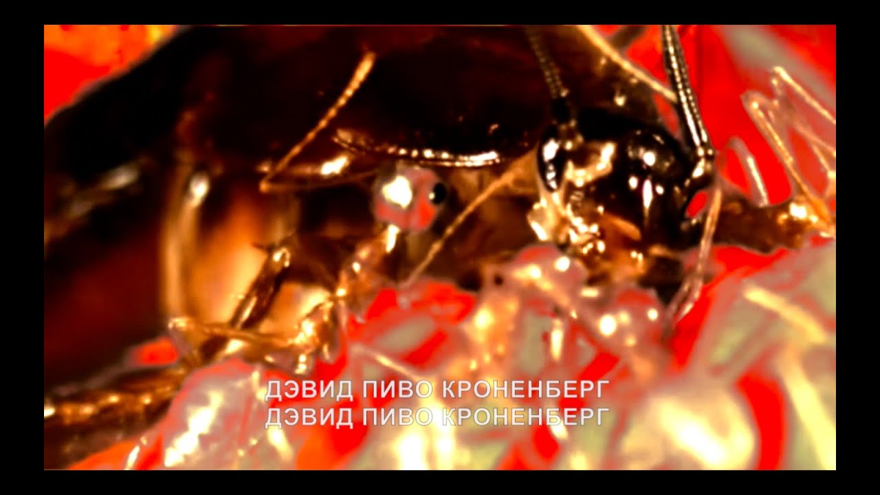 ЕКАТЕРИНА — Дэвид Пиво Кроненберг - YouTube