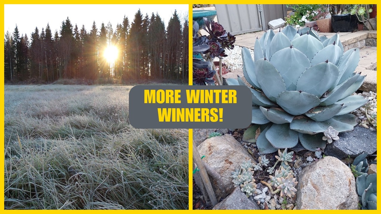 The Frost-Resistant Succulents You’ve Been Waiting For