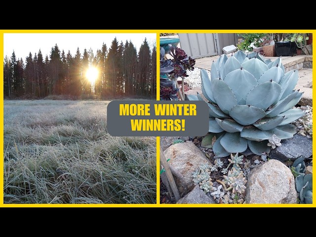 Cold Hardy Succulents: 3 Secrets for Surviving Winter Frost - YouTube