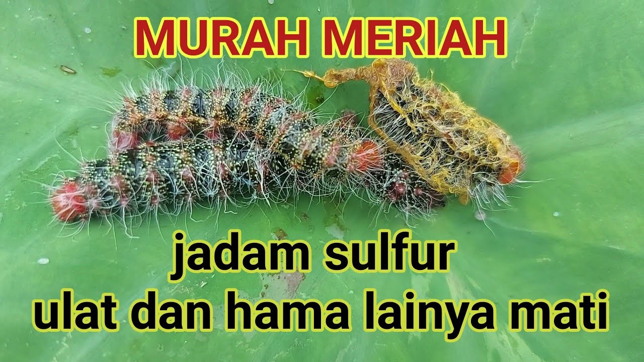 #jadam ... pembuktian jadam sulfur, apakah ampuh?