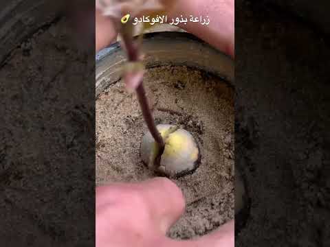 زراعة الافوكادو من البذور في المنزل Agriculture Avocado Seeds
