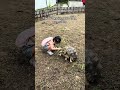 Little Girl Is Feeding Two Tortoises While They Re Mating