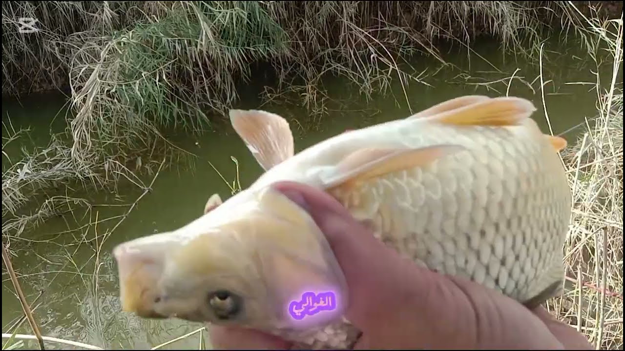 صيد سمك الكارب والجو ضباب وخير من الله 