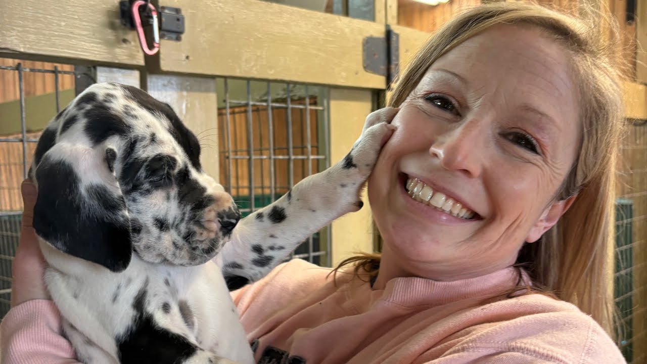 Picking Our Adorable New Great Dane Puppy, Millie! 🐾 🤍🖤