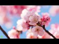 5 Minute Morning Meditation for Positive Energy with Beautiful Relaxing Music | Cherry Blossom Japan