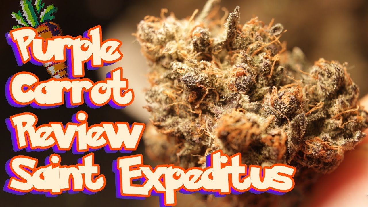 Purple Carrot Plant Review - Saint Expeditus African Landrace Sativa #seedtoharvest #organic #home