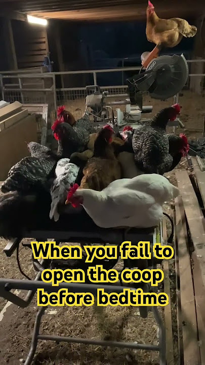 Download lagu What Happens At Night When Chickens Are Not Let Inside?