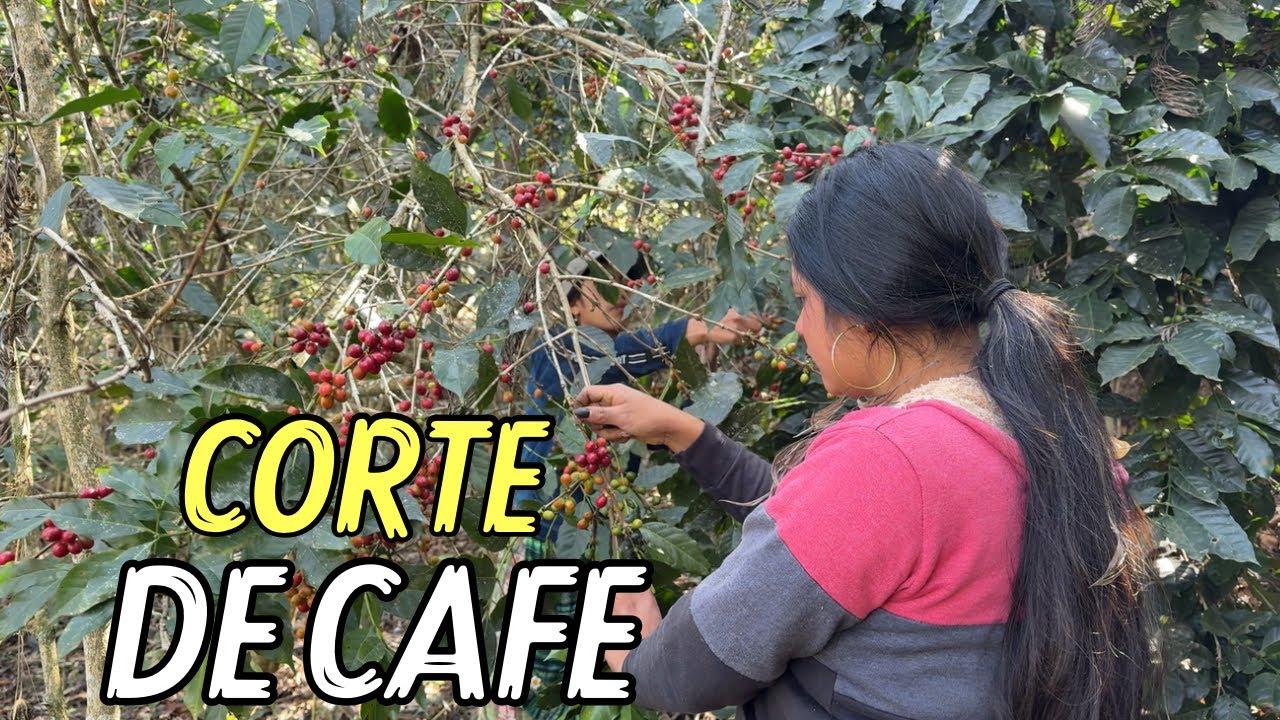 Ahora Si Nos Pusimos A Trabajar Duro, Cortando CAFÉ, Ayudamos A Cindy🌱
