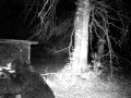 Black Bear vires Double D Gravity DeerFeeder