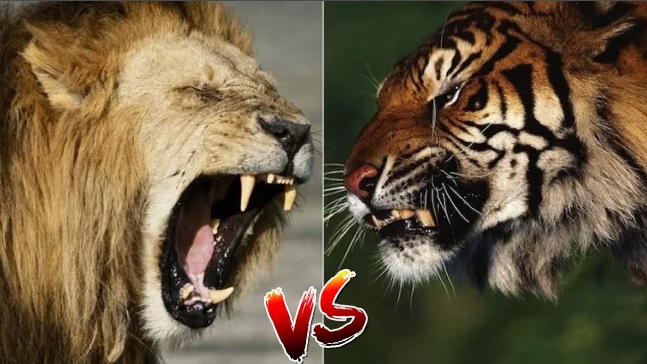 Кто победил лев или тигр. Лев против тигра. Версус Лев против тигра. Анималс версус. Лев vs тигр.