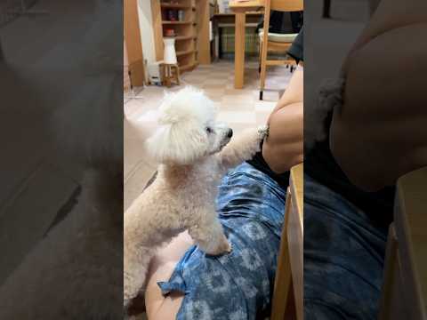 パワー系のおねだりをするトイプードル #shorts #トイプードル #元保護犬