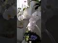 Белоснежные каскады орхидей🤍🤍🤍 Snow-white cascades of orchids