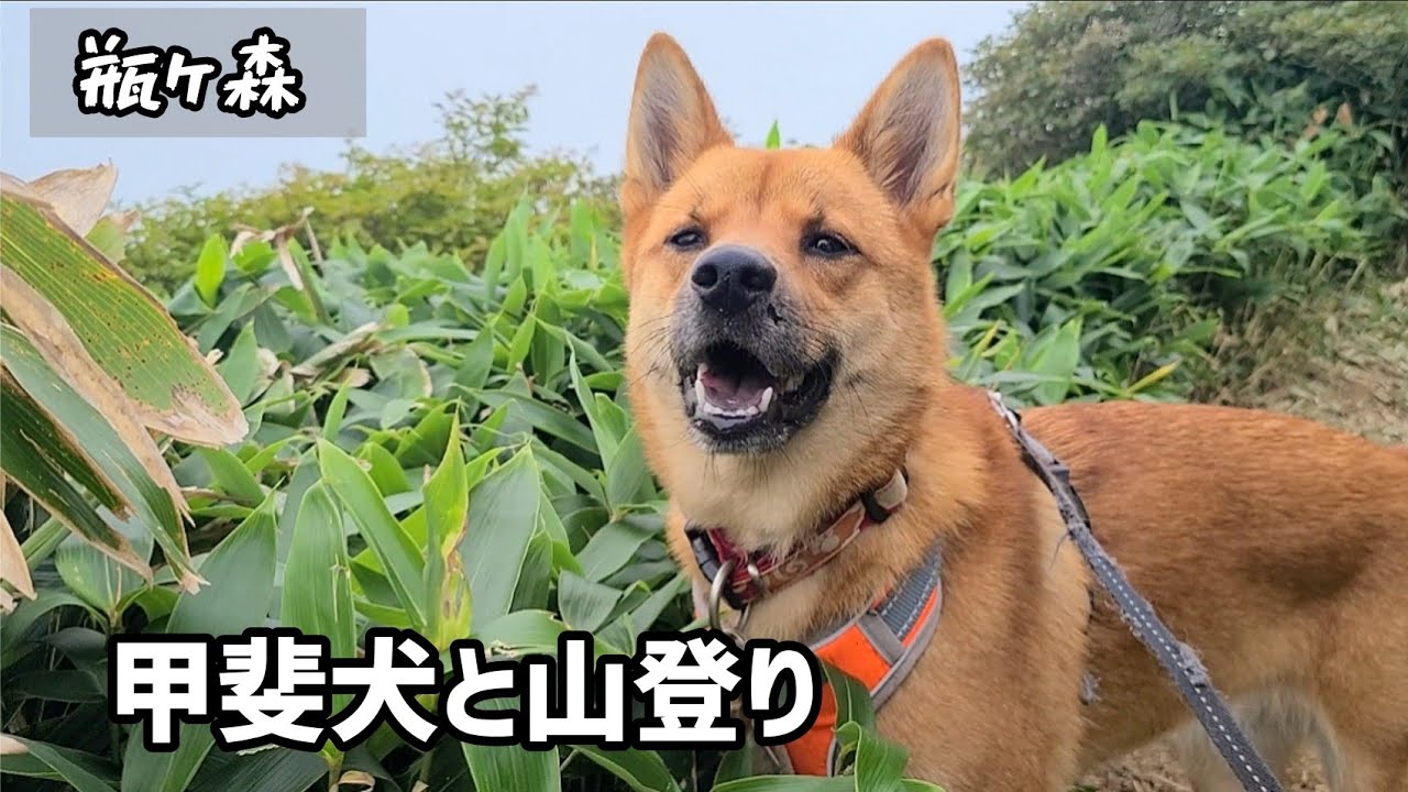 軽々とした身のこなし 山登りだけでは満足できない甲斐犬の体力が凄い Youtube