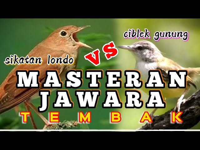 suara burung sikatan londo VS ciblek gunung - masteran jawara tembak@mhasilchannel class=