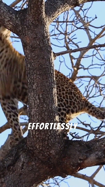 Exploring the Wonders of Wildlife: Leopard #wildlife #wildlifeentertainment #africananimal