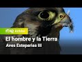El hombre y la tierra: Capítulo 106 - Aves Esteparias III | RTVE Archivo