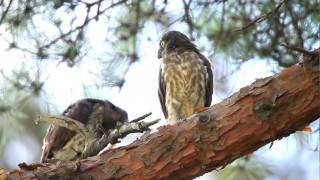 Young Brown hawk owl on 18 Jul.2010 Part4   アオバズクの雛　2010年7月18日　その4