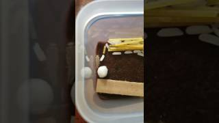 Pet Silverfish update!