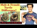 How to tell if your turtle is male or female | Red Eared Slider Male & Female | Turtle Tips