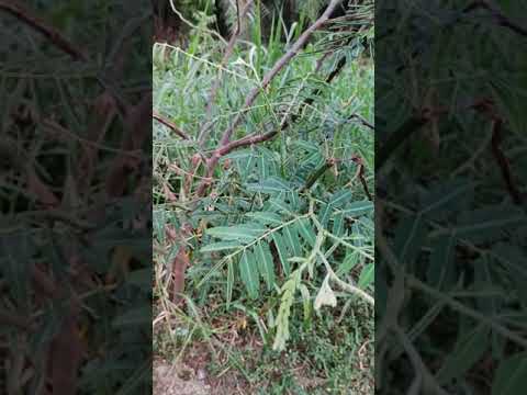 Giant sensitive plant