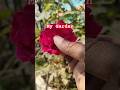 "Rose" My Small Garden now watch