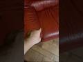 C’è il GATTO CON IL CAPPELLO SUL DIVANO DI CASA MIA A MEZZANOTTE!???? #shorts #horror #bellafaccia
