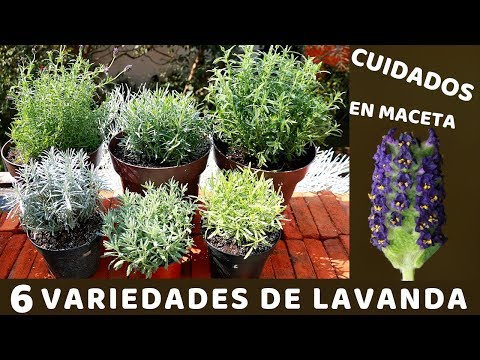 Vídeo: Què és Lavender Hidcote: aprèn a cultivar Hidcote Lavender als jardins