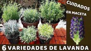 NO VOLVERAS A PERDER TU PLANTA DE LAVANDA CON ESTOS CUIDADOS - YouTube