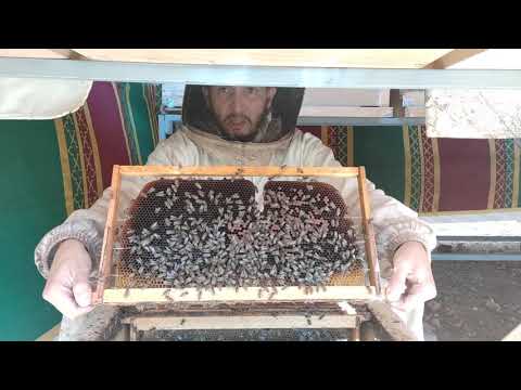 تقرير الخلية الأولى نجم السماك 24 ربيع الأول 1443