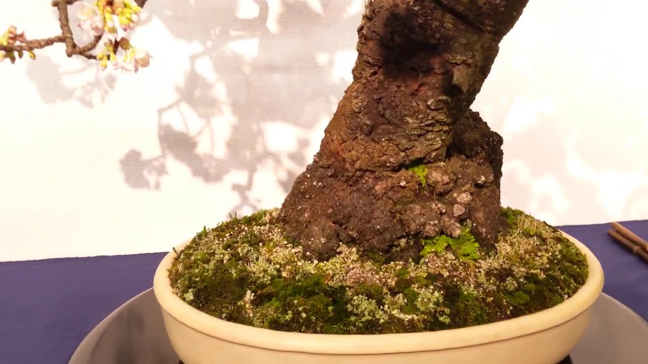 国風盆栽展・イベント | 公式一般社団法人 日本盆栽協会