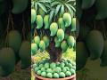 Mango propagation method #live #fruit #mangovarieties #livestream #garden #pepperspray #gardening