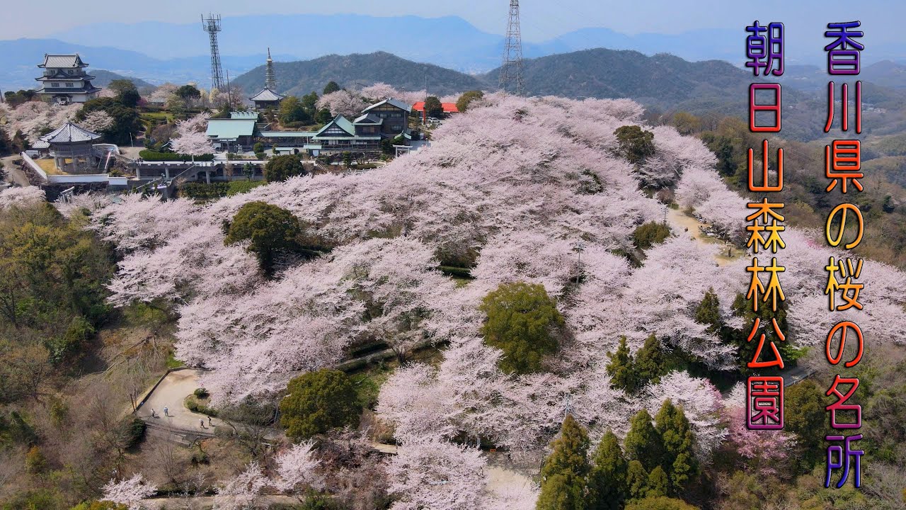 お家で絶景  空から香川県の桜の名所 朝日山森林公園
