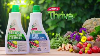 10 week independent growing trial of lettuce using Yates Thrive Natural Plant Food: amazing results!
