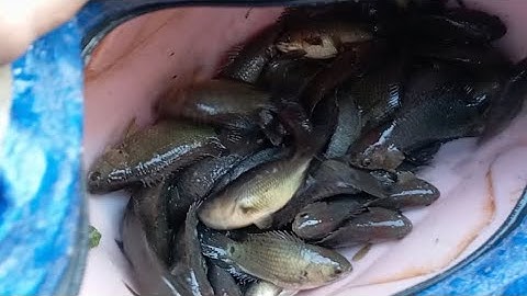 CÂU CÁ RÔ ĐỒNG / CÂU CHUYẾN CUỐI NĂM Ở MỘC HOÁ