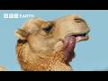 A Camel&#39;s Love Sac | 4K UHD | Mammals | BBC Earth