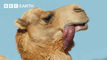 A Camel