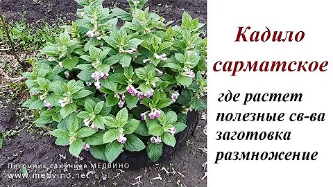 Лесной бальзам: все что нужно знать