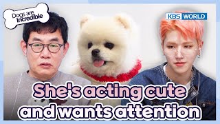 Doll Or Dog?😍 [Dogs Are Incredible : Ep.218-1] | Kbs World Tv 240507