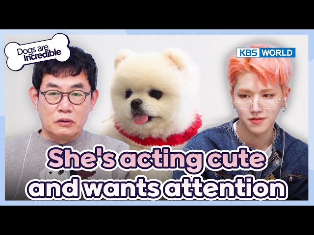 Doll or Dog?😍 [Dogs Are Incredible : EP.218-1] | KBS WORLD TV 240507 class=